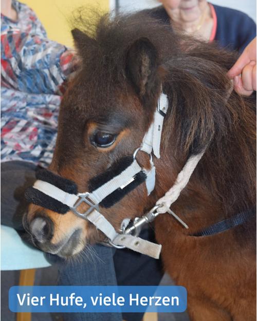 Nahaufnahme eines Ponys, das überwiegend braun ist und eine dunkelbraune bis schwarze Mähne und einen Schwanz trägt. Es trägt eine hellgraue und schwarze Halfter, ausgestattet mit einer Metallschnalle und einer daran befestigten Führleine.  Das Pferd wirkt gelassen und ist teilweise der Betrachterin oder dem Betrachter zugewandt. In der oberen rechten Ecke ist die Hand einer Person zu sehen, die offenbar das Pferd streichelt oder mit ihm interagiert. Die Person, die das Pferd von hinten streichelt, ist ebenfalls sichtbar, und ihr Arm ist erkennbar. Im Hintergrund zeichnen sich Teile einer Person in einem blauen und weißen gemusterten Hemd sowie einer Person mit heller Haut und grauen Haaren ab, die anscheinend ein älterer Erwachsener in einem dunkleren Hemd ist.  Ein Banner am unteren Rand trägt die Aufschrift "Vier Hufe, viele Herzen."