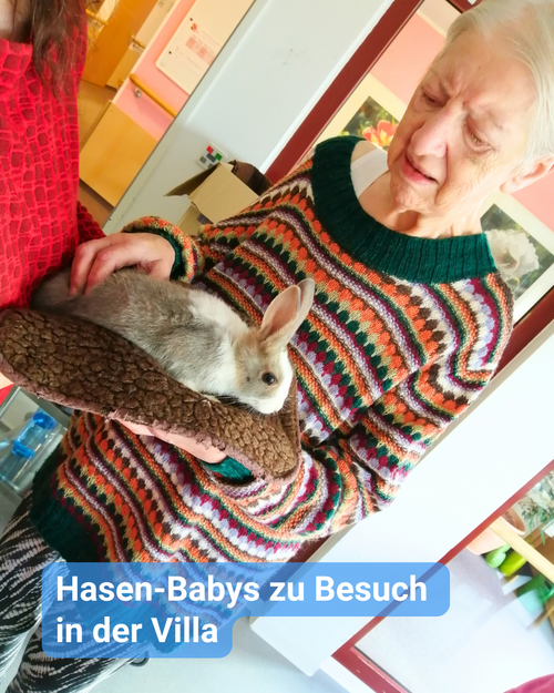 Eine ältere Frau hält ein Kissen mit einem Hasen darauf in ihren Händen und streichelt ihn. Bildbeschriftung: “Hasen-Babys zu Besuch in der Villa”
